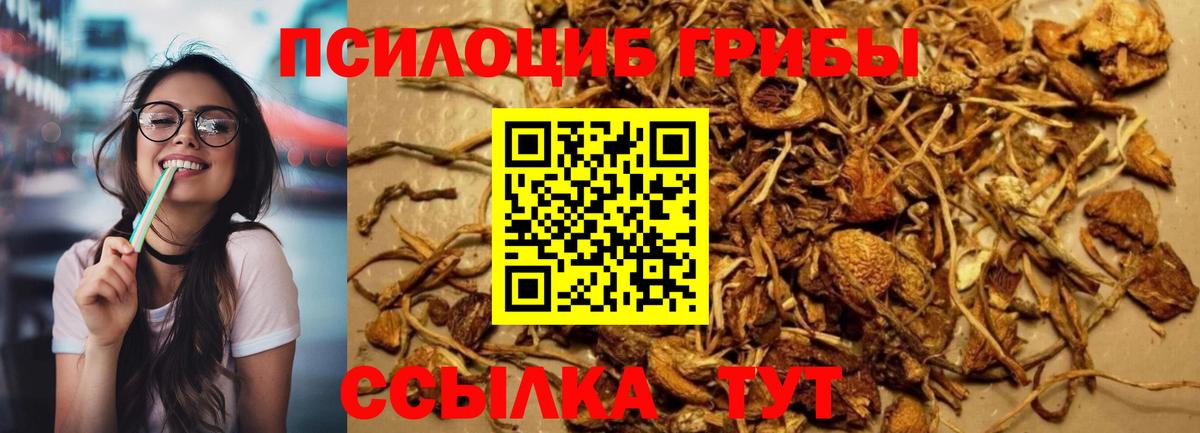 Галлюциногенные грибы Cubensis  Вход с VPN  Волгоград  Галлюциногенные грибы прущие грибы 